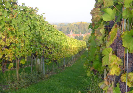 Avolsheim vue du vignoble